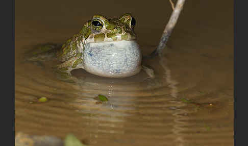 Wechselkröte (Bufo viridis)