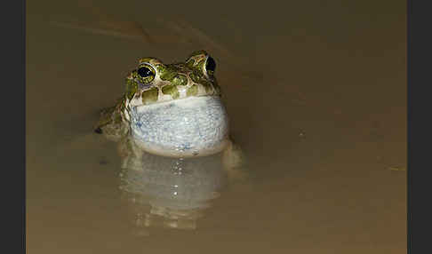 Wechselkröte (Bufo viridis)