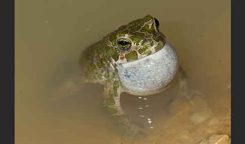 Wechselkröte (Bufo viridis)