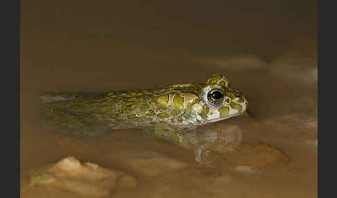 Wechselkröte (Bufo viridis)