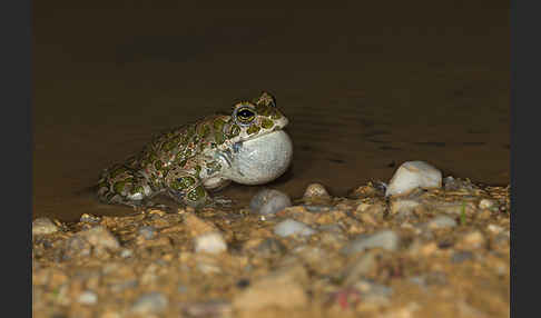 Wechselkröte (Bufo viridis)