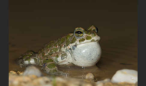 Wechselkröte (Bufo viridis)