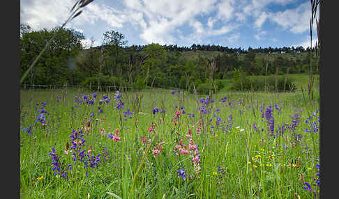 Gemeine Akelei (Aquilegia vulgaris)