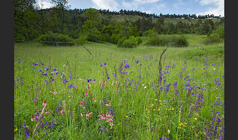 Gemeine Akelei (Aquilegia vulgaris)