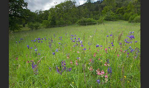 Gemeine Akelei (Aquilegia vulgaris)