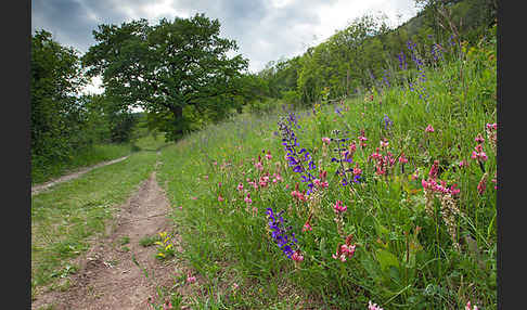 Gemeine Akelei (Aquilegia vulgaris)