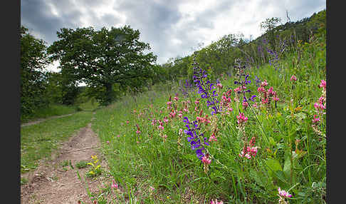 Gemeine Akelei (Aquilegia vulgaris)