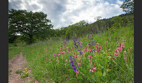 Gemeine Akelei (Aquilegia vulgaris)