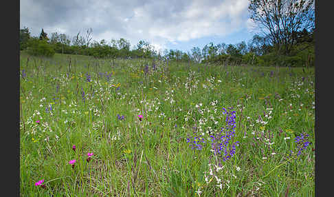 Gemeine Akelei (Aquilegia vulgaris)