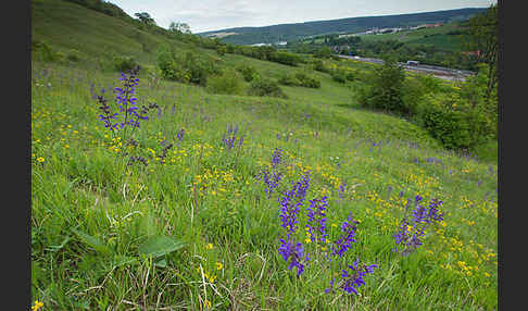 Gemeine Akelei (Aquilegia vulgaris)