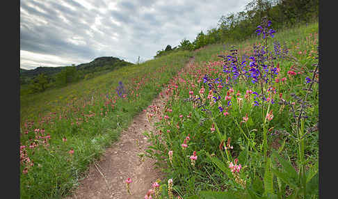 Saat-Esparsette (Onobrychis viciifolia)