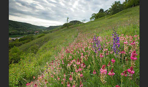 Saat-Esparsette (Onobrychis viciifolia)