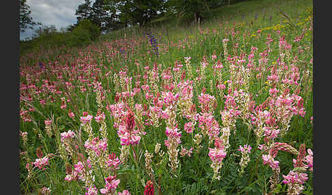 Saat-Esparsette (Onobrychis viciifolia)