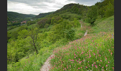 Saat-Esparsette (Onobrychis viciifolia)