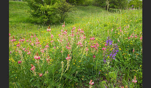 Saat-Esparsette (Onobrychis viciifolia)