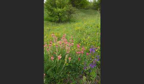 Saat-Esparsette (Onobrychis viciifolia)