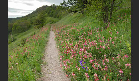 Saat-Esparsette (Onobrychis viciifolia)