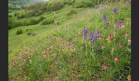 Saat-Esparsette (Onobrychis viciifolia)