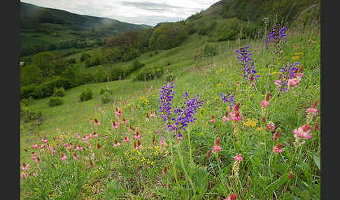 Saat-Esparsette (Onobrychis viciifolia)