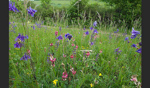 Gemeine Akelei (Aquilegia vulgaris)