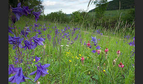 Gemeine Akelei (Aquilegia vulgaris)