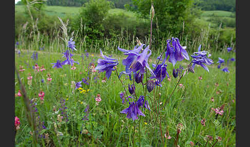 Gemeine Akelei (Aquilegia vulgaris)