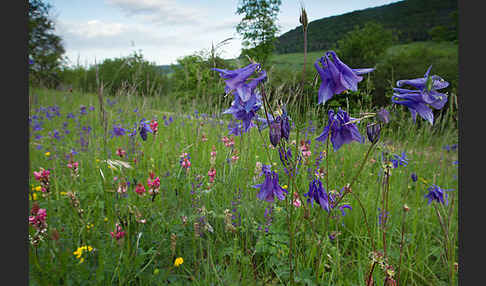 Gemeine Akelei (Aquilegia vulgaris)