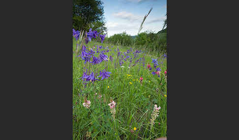 Gemeine Akelei (Aquilegia vulgaris)
