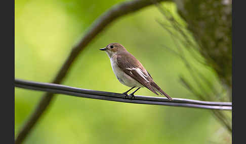 Trauerschnäpper (Ficedula hypoleuca)