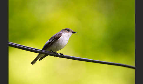 Trauerschnäpper (Ficedula hypoleuca)