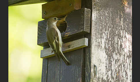 Trauerschnäpper (Ficedula hypoleuca)