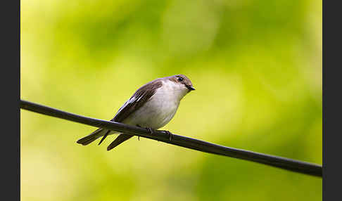 Trauerschnäpper (Ficedula hypoleuca)