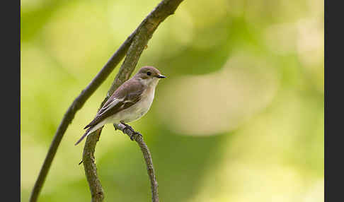 Trauerschnäpper (Ficedula hypoleuca)