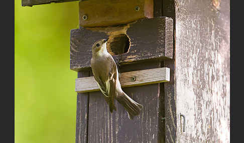 Trauerschnäpper (Ficedula hypoleuca)