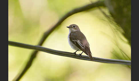 Trauerschnäpper (Ficedula hypoleuca)