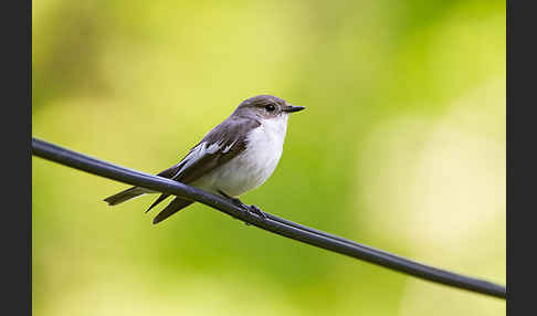 Trauerschnäpper (Ficedula hypoleuca)