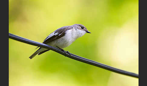 Trauerschnäpper (Ficedula hypoleuca)