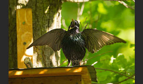 Star (Sturnus vulgaris)