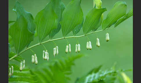 Wohlriechende Weißwurz (Polygonatum odoratum)