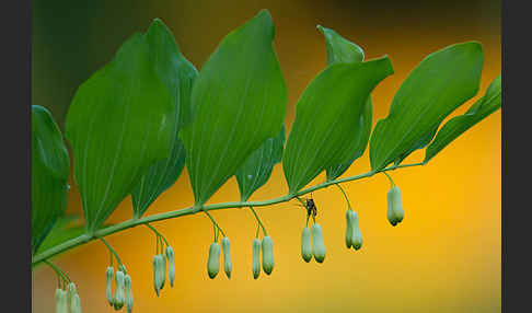 Wohlriechende Weißwurz (Polygonatum odoratum)