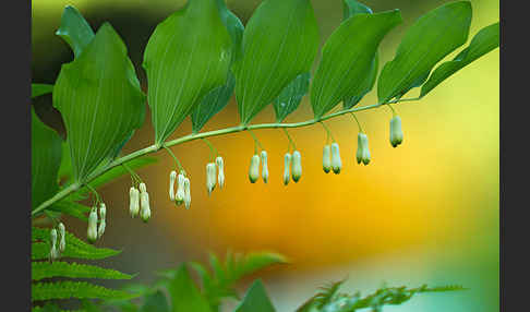 Wohlriechende Weißwurz (Polygonatum odoratum)