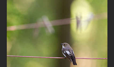 Trauerschnäpper (Ficedula hypoleuca)