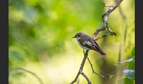 Trauerschnäpper (Ficedula hypoleuca)