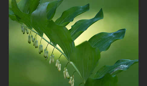 Wohlriechende Weißwurz (Polygonatum odoratum)