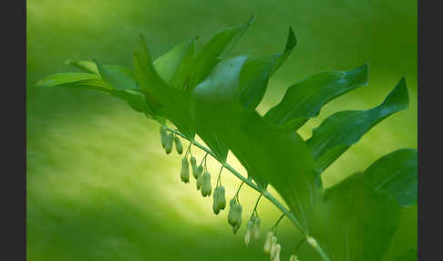 Wohlriechende Weißwurz (Polygonatum odoratum)