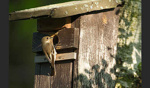 Trauerschnäpper (Ficedula hypoleuca)