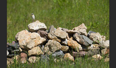 Steinschmätzer (Oenanthe oenanthe)