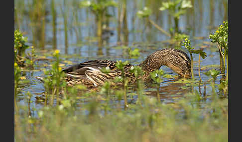 Stockente (Anas platyrhynchos)