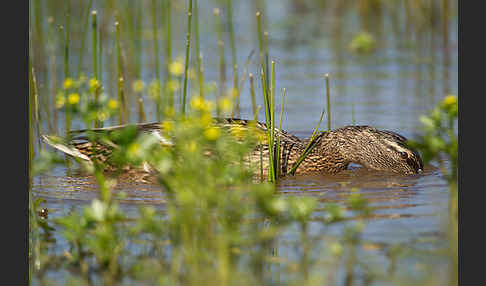 Stockente (Anas platyrhynchos)