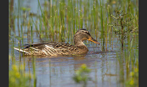 Stockente (Anas platyrhynchos)